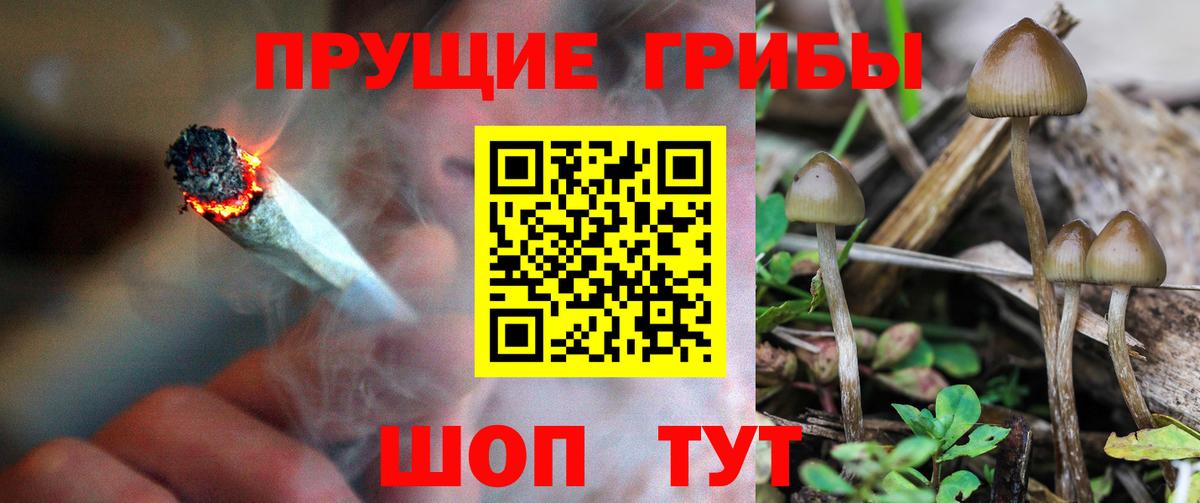 Галлюциногенные грибы GOLDEN TEACHER  Вход с VPN  Галлюциногенные грибы MAGIC MUSHROOMS  Сосновоборск 